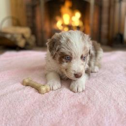 Ruby - Red merle female Australian Shepherd puppy in Ellensburg, Washington from Creekside Aussies