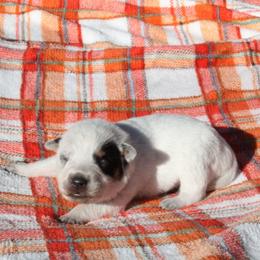 Summit - Red - Blue female Australian Cattle Dog puppy in Colbert, Oklahoma from LoveAHeeler