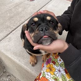 Bulldog Puppies from Castle Manor Bulldogs