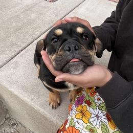 Bulldog Puppies from Castle Manor Bulldogs