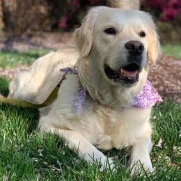 Golden Retrievers from CK English Goldens