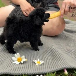 Poodle Puppies from KC Poodles of PA