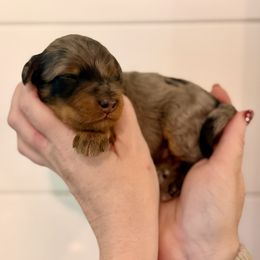Boy 2 - male Bernedoodle puppy in Salt Lake County, Utah from Coco Avenue Pups