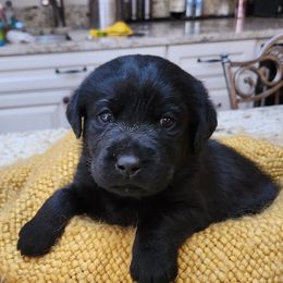 Labrador Retriever Puppies from Persimmon Hill Labrador Retrievers