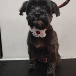 Morkie puppies from The Morkie Mom