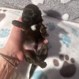 Elfie - Brown male Shihpoo puppy in Denver, Colorado from Angel babies
