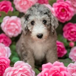 Willa - Blue merle and white female Sheepadoodle puppy in Seaman, Ohio from Ohio Valley Sheepadoodles