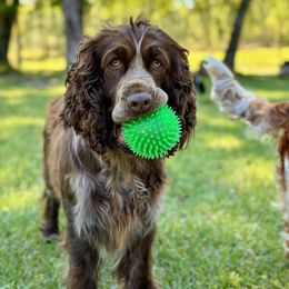 Malibu - English Springer Spaniel
