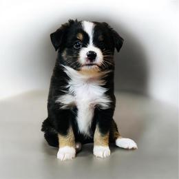 Smooch - Black tri female Toy Australian Shepherd puppy in Luling, Texas from Little Wood Toy and Mini Aussies