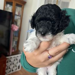 Adonis, light blue - Parti male Poodle puppy in Winter Haven, Florida from Herdez’s Poodles
