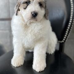 Bernedoodle and Pyredoodle Puppies from FDF Pyredoodles & Bernedoodles