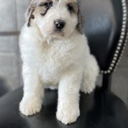 Bernedoodle and Pyredoodle Puppies from FDF Pyredoodles & Bernedoodles