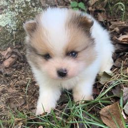 Sable Parti Merle male - Chocolate parti male Pomeranian puppy in Gadsden, Alabama from Rich Cat’s