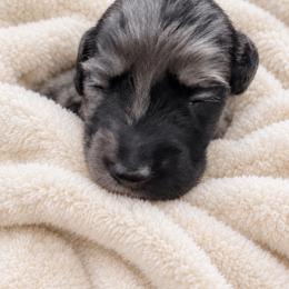 Malfoy - Dapple male Dachshund puppy in Jarales, New Mexico from Poker Paws Dachshunds
