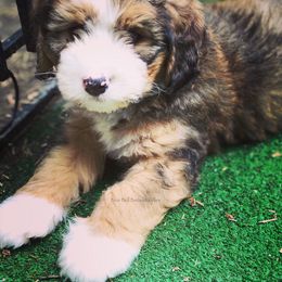 Bernedoodle Puppies from Blue Bell Bernedoodles