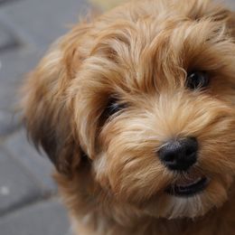 Havanese Puppies from Mary Lopez