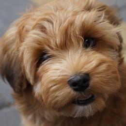 Havanese Puppies from Mary Lopez