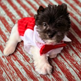 Troy (brown band) - Parti male Yorkshire Terrier puppy in Tangipahoa County, Louisiana from Riche’ Louisiana Yorkies