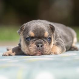 Toadette - Tricolors female French Bulldog puppy in Cecil County, Maryland from Nitro’s Bullies