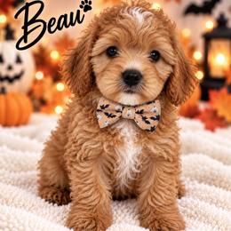 Beau - Red male Cavapoo puppy in Theodore, Alabama from Horton & Co. Cavapoos