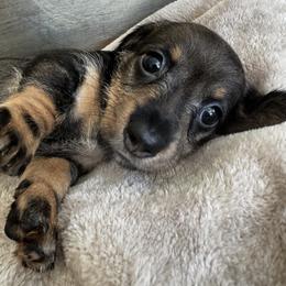 Girl 2 - female Dachshund puppy in Fieldbrook, California from Honeydox Miniature Dachshunds