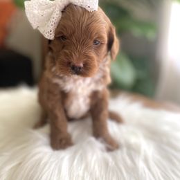 Goldendoodle and Poodle Puppies from French Creek Doodles