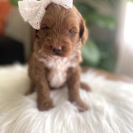 Goldendoodle and Poodle Puppies from French Creek Doodles