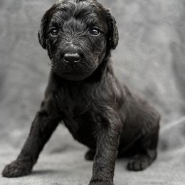 Natasha (Black Widow) - Black female Poodle puppy in Lecanto, Florida from Lecanto Puppy