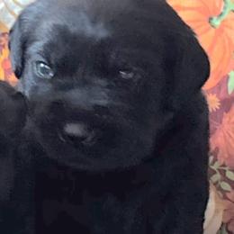 Girl 3 - Black female Labrador Retriever puppy in Jamestown, Ohio from Heartlands Quality Labrador Retrievers