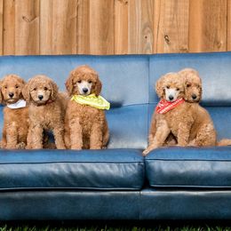 Poodles from Cityscape Moyen Poodles