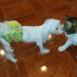 Maltese, Maltipoo, and Morkie All Grown Up from The Aristocratic Puppy Patch