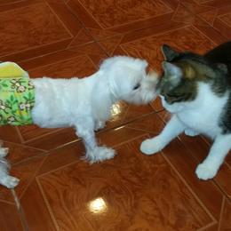 Maltese, Maltipoo, and Morkie All Grown Up from The Aristocratic Puppy Patch