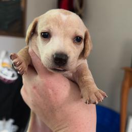 Dachshund Puppies from Maready Dachshunds