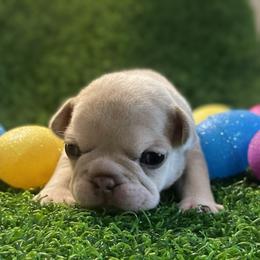 Gemma - Blue tri-color female Bulldog puppy in Seneca, South Carolina from Burrell’s Bulldog Kingdom