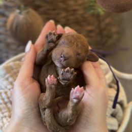 Purple Collar Girl - Red  female Poodle puppy in Charlotte, North Carolina from Bruno & Co. Puppies