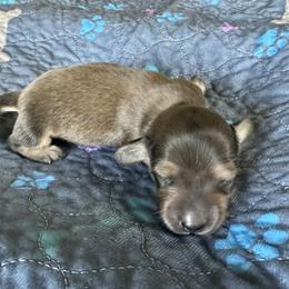 Freya   (Janet) - Cream female Dachshund puppy in Wolf Lake, Indiana from Canisteo Dachshunds