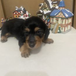 Roscoe - Black and tan male Dachshund puppy in Smicksburg, Pennsylvania from TLC Dachshunds