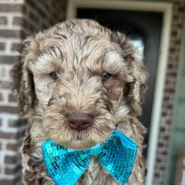 Waltz - Merle male Goldendoodle puppy in Mc Kinney, Texas from Flair Doodles