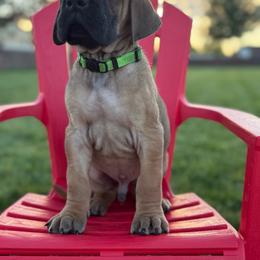 Nacho - Fawn male Great Dane puppy in Grand Junction, Colorado from Top Brackett Danes
