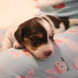 Dolly - Piebald female Dachshund puppy in Wichita, Kansas from Lauren's Dachshunds
