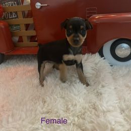 Great Dane and Miniature Pinscher Puppies from Legacy Danes