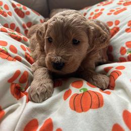 Birdie - Apricot female Goldendoodle puppy in Winchester, Virginia from Morningstar Goldendoodles