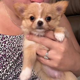 Chihuahua Puppies from Blissful’s Chihuahuas