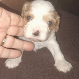 Obi-Wan - Blenheim male Cavalier King Charles Spaniel puppy in Franklin, North Carolina from Cavaliers of the County Macon