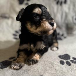 Bella - Salt and pepper female Miniature Schnauzer puppy in Lehigh Acres, Florida from Regency Schnauzer