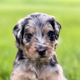 Carla - female Australian Mountain Doodle puppy in Decatur, Illinois from Signature Doodles