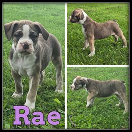 Rae - Gray brindle female Olde English Bulldogge puppy in Wheeler, Michigan from Haase Family Kennels