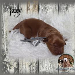 Izzy - Dark golden female Golden Retriever puppy in Anson, Texas from Diamond Bar N Ranch