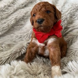 PINE - Red  male Goldendoodle puppy in Independence, Oregon from Ankeny Doodles