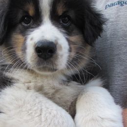 PineRiver Sing me a Song - Black tri-color male Australian Shepherd puppy in Luther, Michigan from Pine River Australian Shepherds